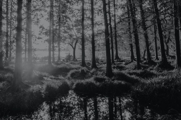 Construction Consultant